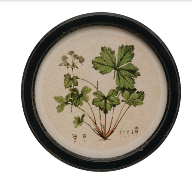 Circle Vintage Style Botanical Prints