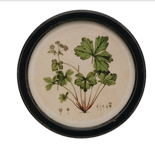 Circle Vintage Style Botanical Prints