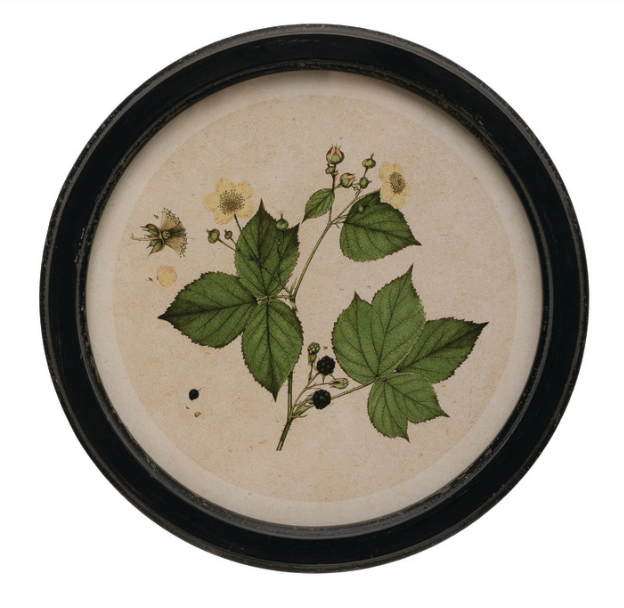 Circle Vintage Style Botanical Prints