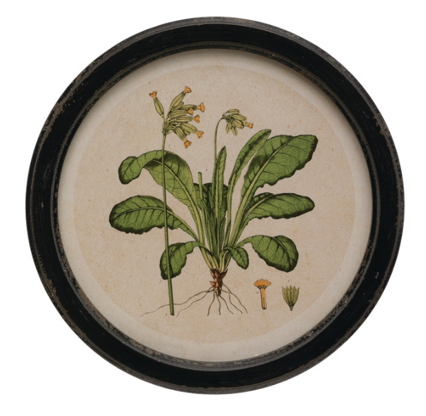 Circle Vintage Style Botanical Prints