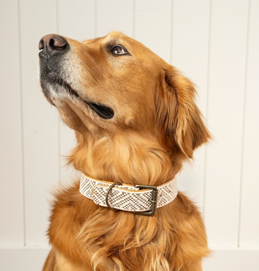 Tucker Embroidered Dog Collar