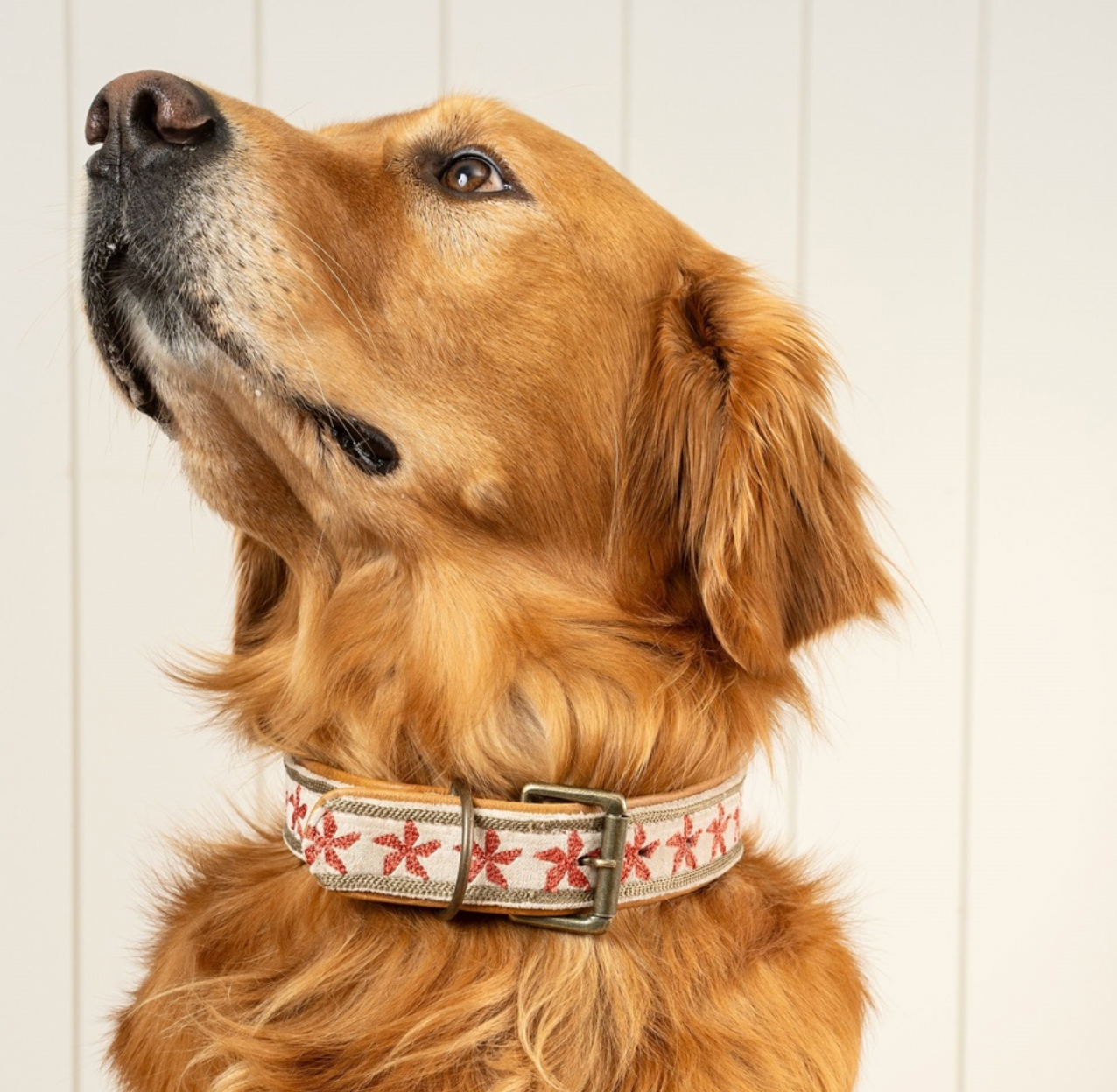 Finch Embroidered Dog Collar