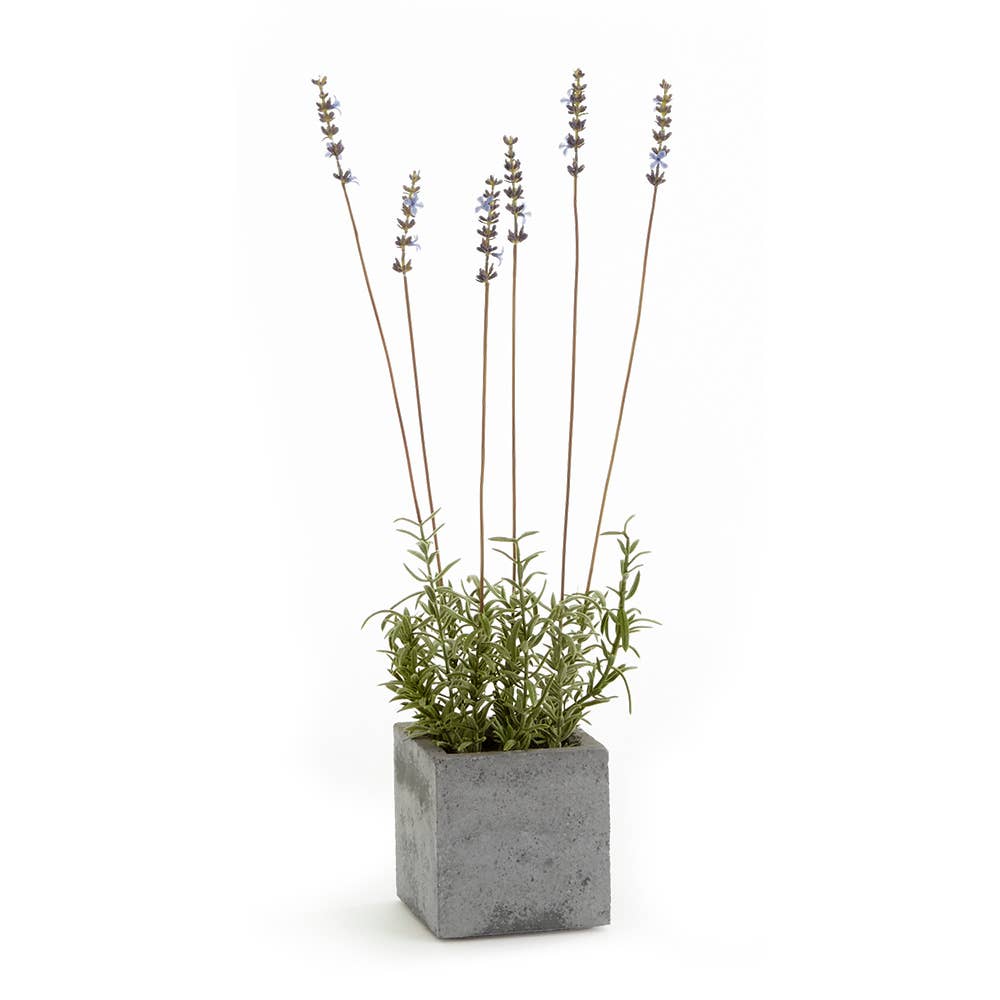 French Lavender Square Pot