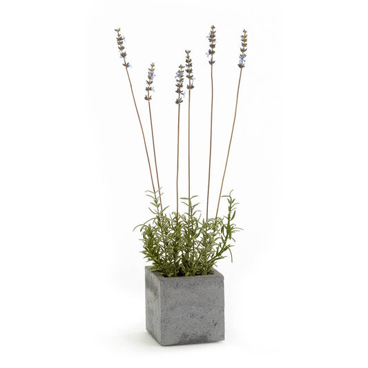 French Lavender Square Pot